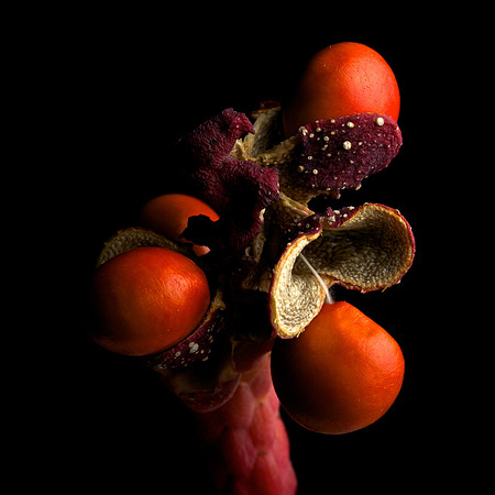 Magnolia Fruit