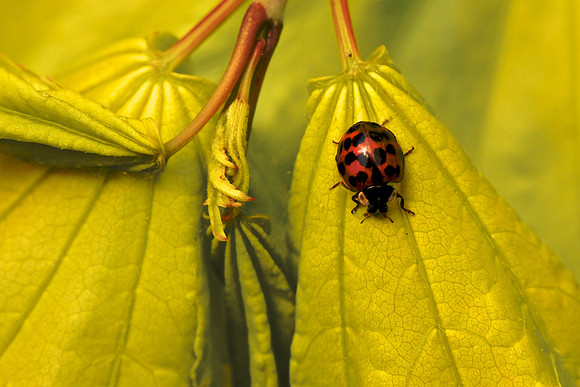 Lady Bug on Maple