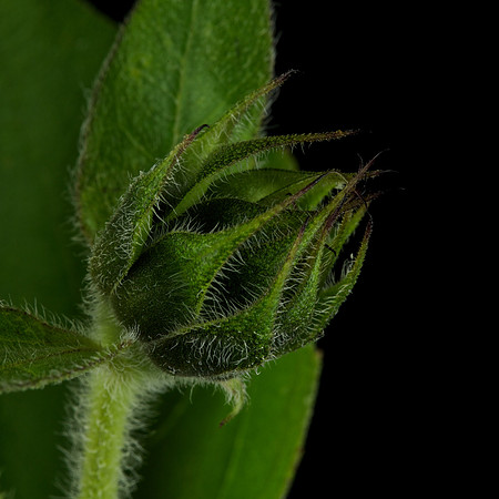Blue Heron Sunflower Bud