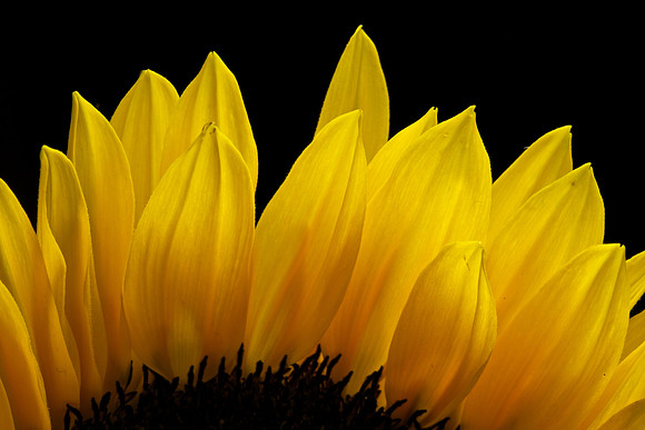 Sunflower (1)