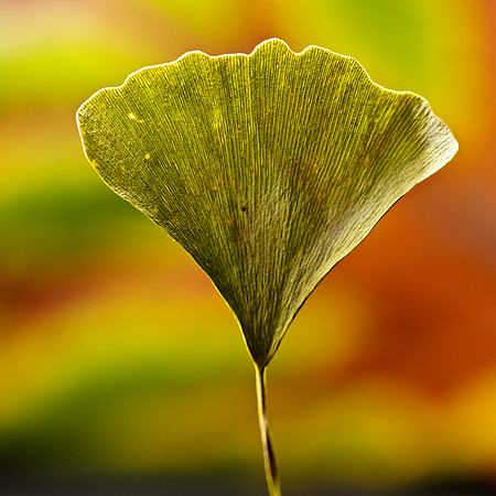 Ginko (1)