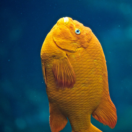 Parrot Fish