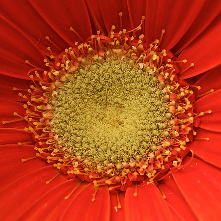 Gerbera