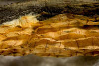 Milkweed Pod Interior