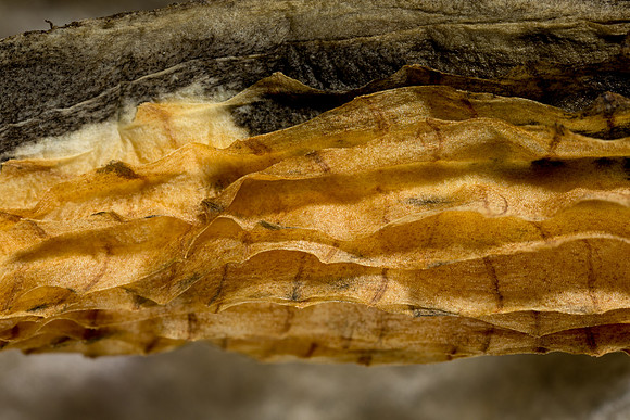 Milkweed Pod Interior