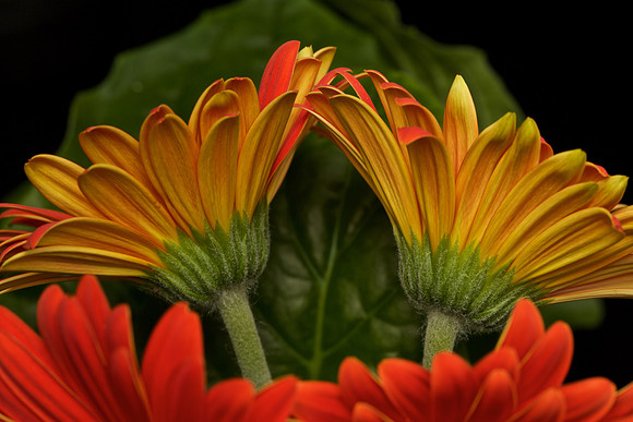 Gerbera (2)