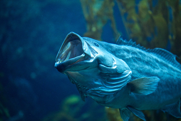 Scripps Aquarium (5)