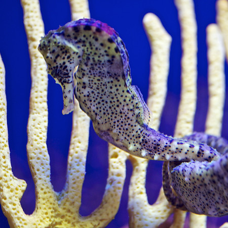 Scripps Aquarium (1)