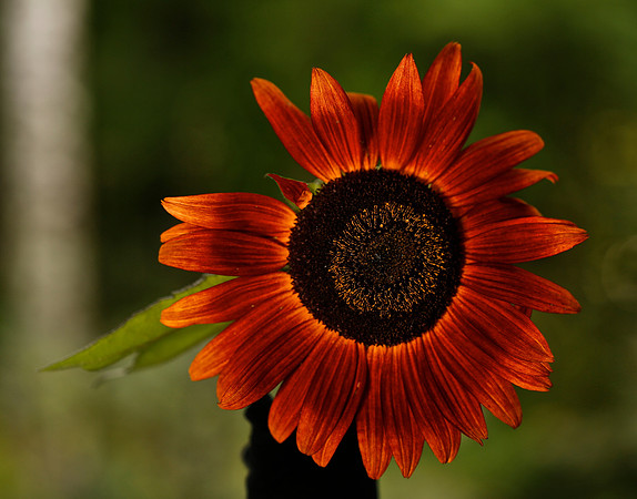 Blue Heron Sunflower