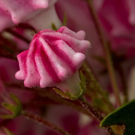 Kalmia-4