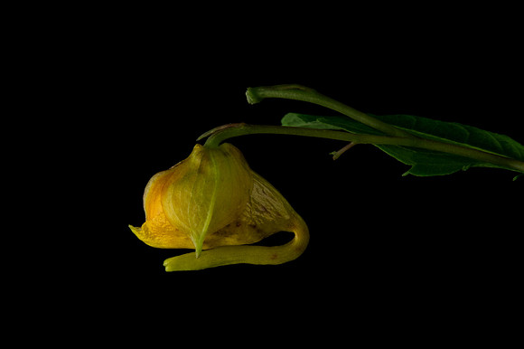 Jewel Weed