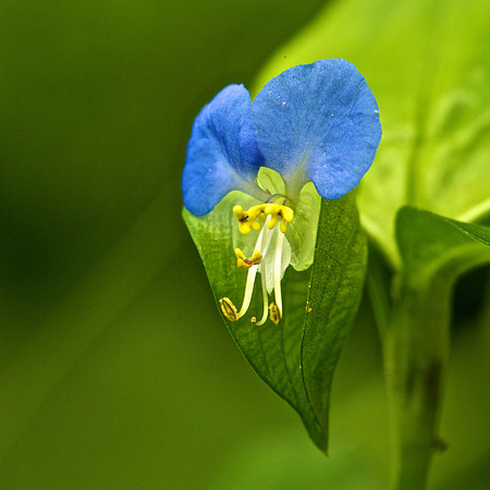 Commelina communis