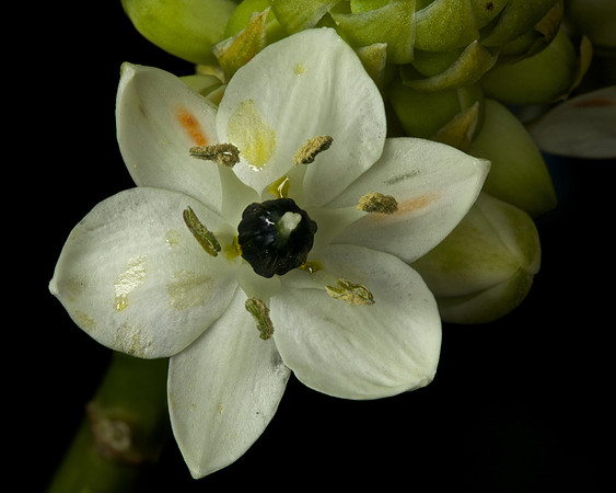 Ornithagalum- Star of Bethlehem