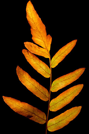 Fall Fern III