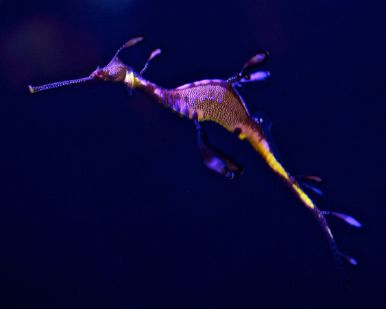 Weedy Seadragon - Phyllopteryx taeniolatus 2