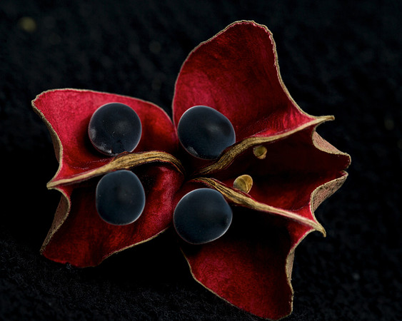 Mgambo Tree pods