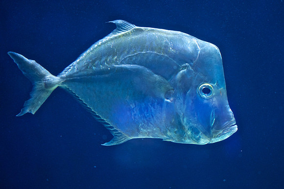 Scripps Aquarium (9)