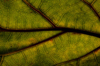 Leaf