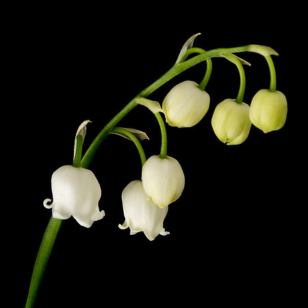 Lily of the Valley