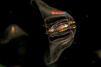 Mnemiopsis Jelly (2)