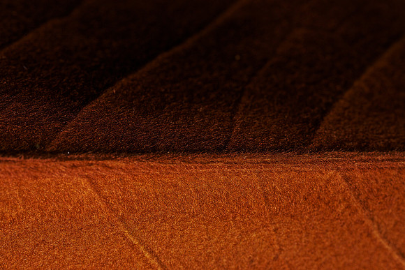 Magnolia_Leaf