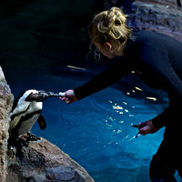 African Penguin (1)