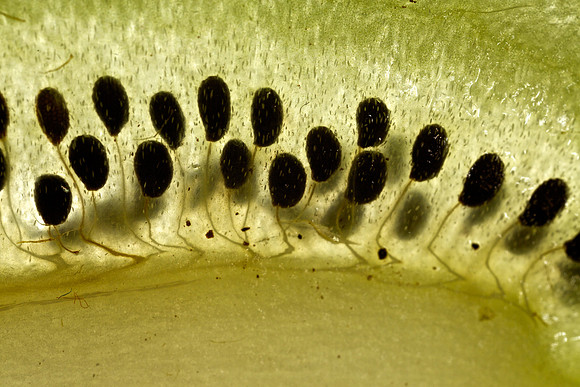 Kiwi Slice