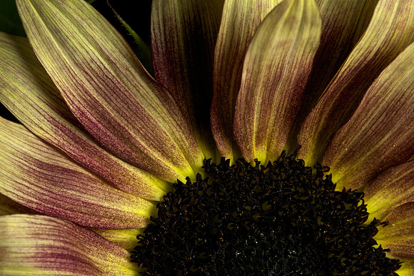 Blue Heron Sunflower (2)